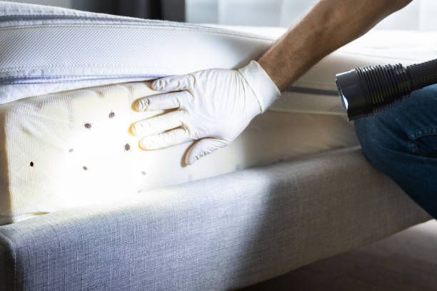 Best Wasp Removal Services  in Mansfield, LA