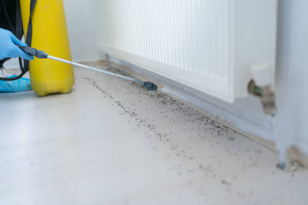 Best Spider Control Near Me  in Mansfield, LA